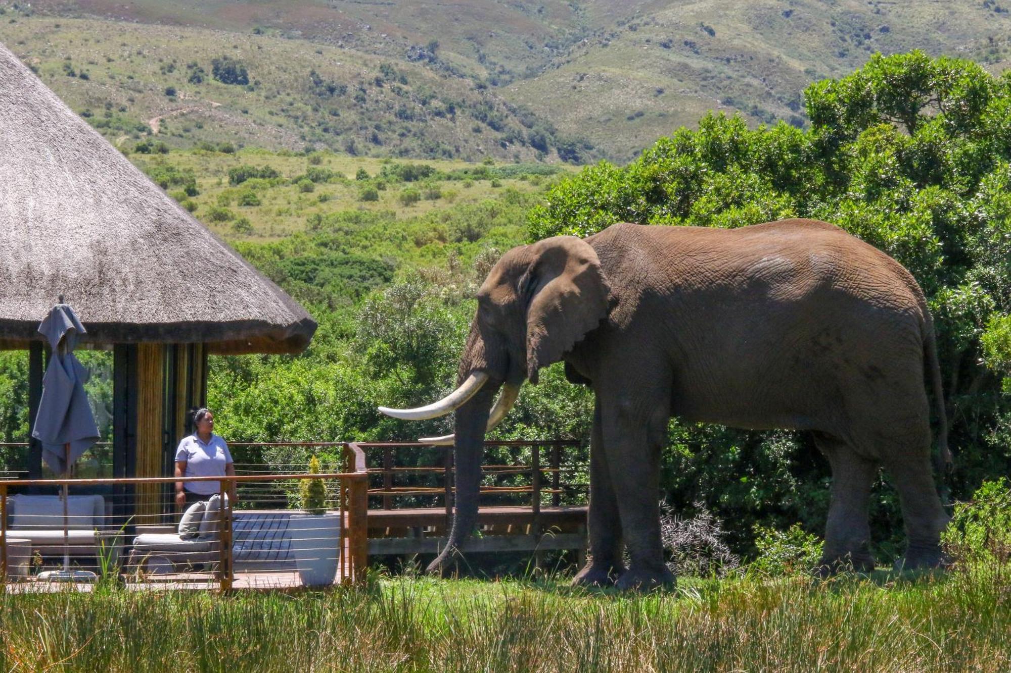 Barefoot Addo Elephant Lodge Esterno foto